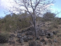 anobello-04032012 173